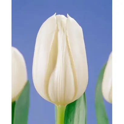 White Heaven / Whитэ Hэавэн