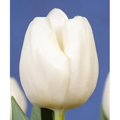 White Ideal / Whитэ Идэал