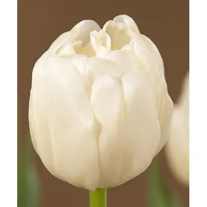 White King / Whитэ Кинг