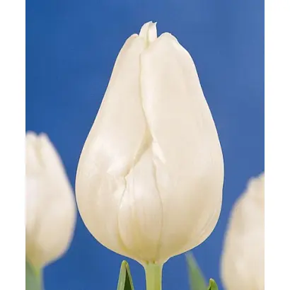 White Marvel / Whитэ Марвэл