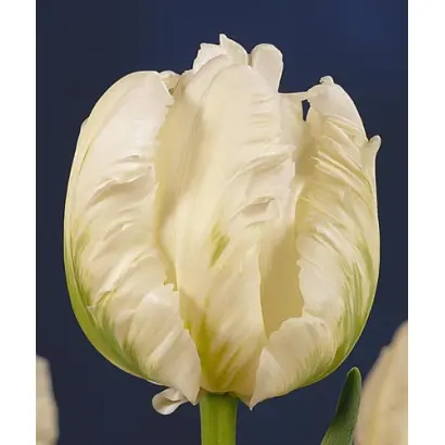 White Parrot / Whитэ Паррот