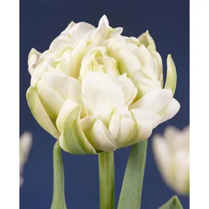 White Pearl / Whитэ Пэарл