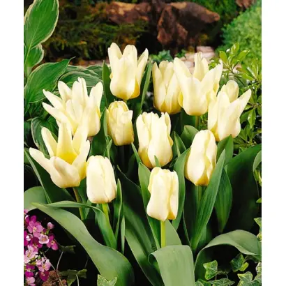 White Sea / Whитэ Сэа