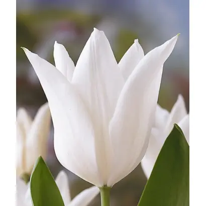 White Triumphator / Whитэ Триумпhатор