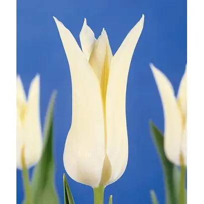 White Wings / Whитэ Wингс