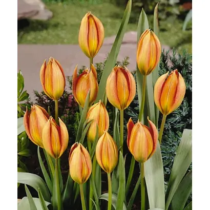 Whittallii / Whитталлии