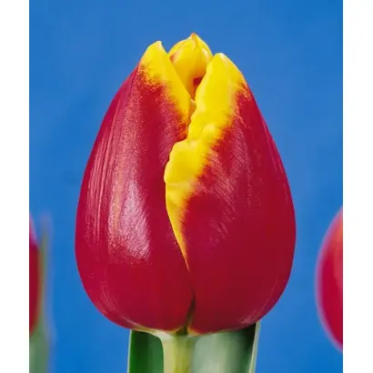 Wiener Neustadt / Wиэнэр Нэустадт