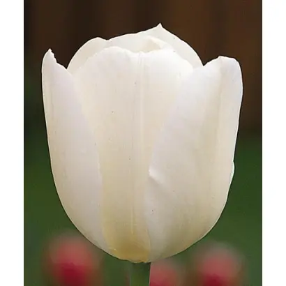 Wildhof / Wилдhоф