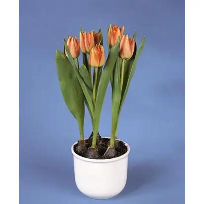 Willem van Oranje / Wиллэм ван Оране