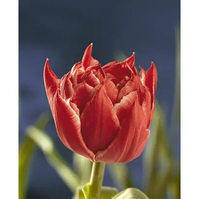 Willemsoord / Wиллэмсоорд