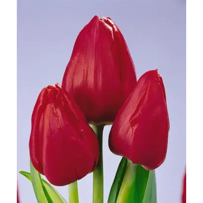 Willy Wong / Wилль Wонг