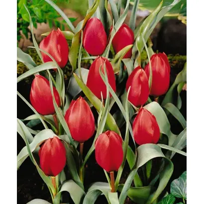 wilsoniana / wилсониана