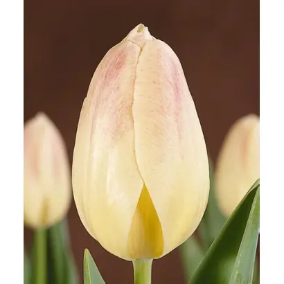 Winterberg / Wинтэрбэрг