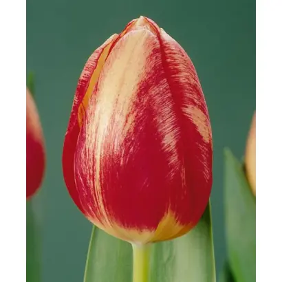 Winterberg Elite / Wинтэрбэрг Элитэ