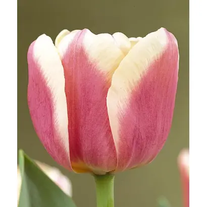 Wirosa / Wироса