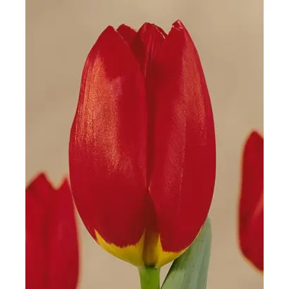 Wisley / Wислэь