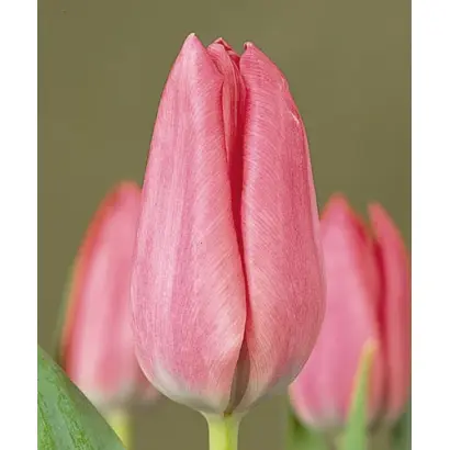 Wonderful / Wондэрфул