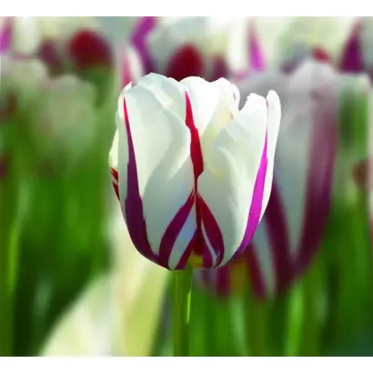 World Expression / Wорлд Эxпрэссион