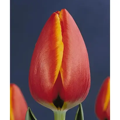 World's Favourite / Wорлд'с Фавоуритэ