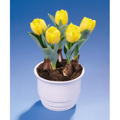 Yellow Baby / Ьэллоw Бабь