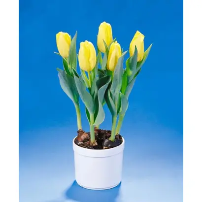 Yellow Cab / Ьэллоw Цаб