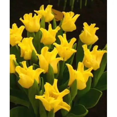 Yellow Crown / Ьэллоw Цроwн