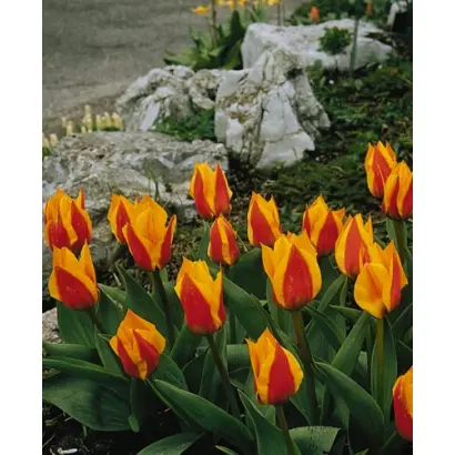 Yellow Dawn / Ьэллоw Даwн