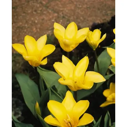 Yellow Empress / Ьэллоw Эмпрэсс