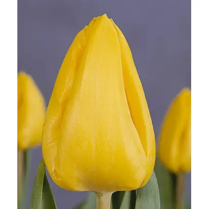 Yellow Flight / Ьэллоw Флигhт