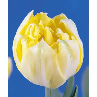 Yellow Mountain / Ьэллоw Моунтаин