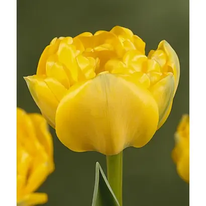 Yellow Pomponnet / Ьэллоw Помпоннэт