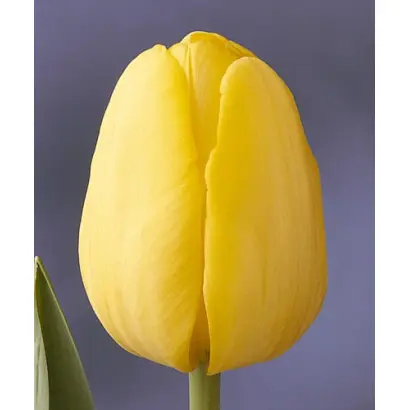 Yellow Present / Ьэллоw Прэсэнт