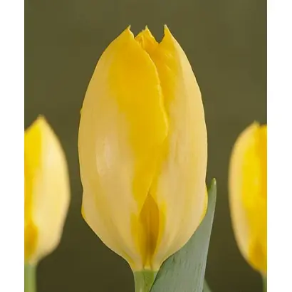 Yellow Purissima / Ьэллоw Пуриссима