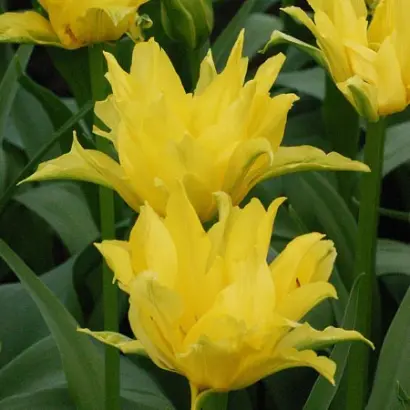 Yellow Spider / Ьэллоw Спидэр