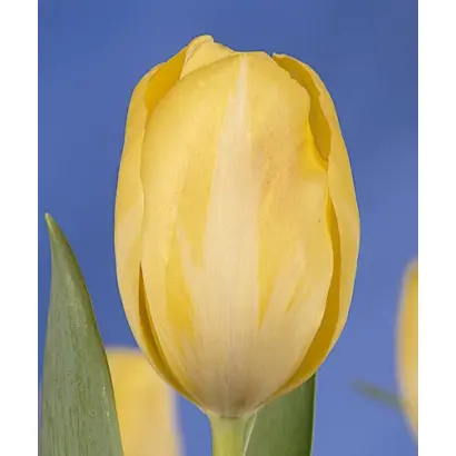 Yellow Star / Ьэллоw Стар