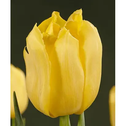 Yellowa / Ьэллоwа