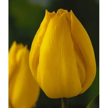 Yokohama / Ьокоhама