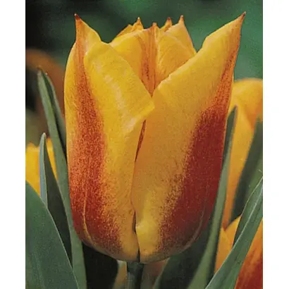 Yoko's Dream / Ьоко'с Дрэам