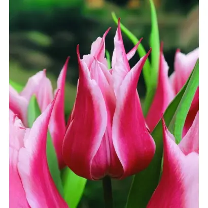 Yonina / Ьонина