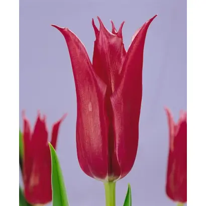 Yuri Dolgorukiy / Ьури Долгорукиь