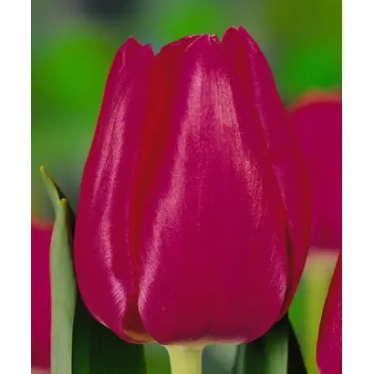 Yvonne / Ьвоннэ