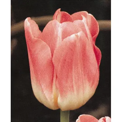 Yvonne van Gennip / Ьвоннэ ван Гэннип