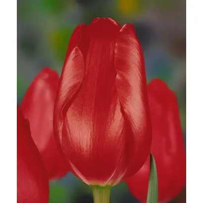 Zantutorp / Зантуторп