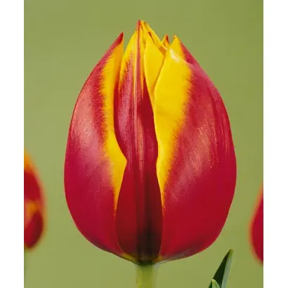 Zeelandia / Зээландиа