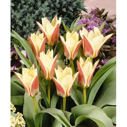 Zombie / Зомбиэ