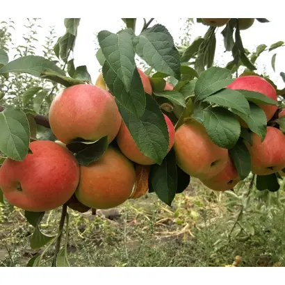 Пинова / Pinova