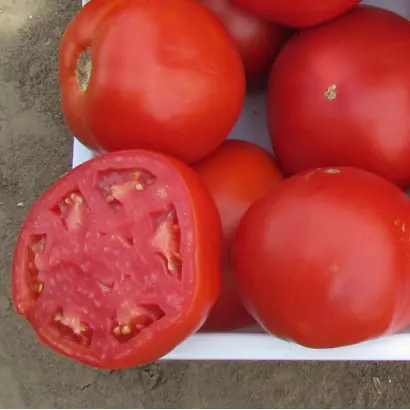 Майсалун F1 / Maisalun F1