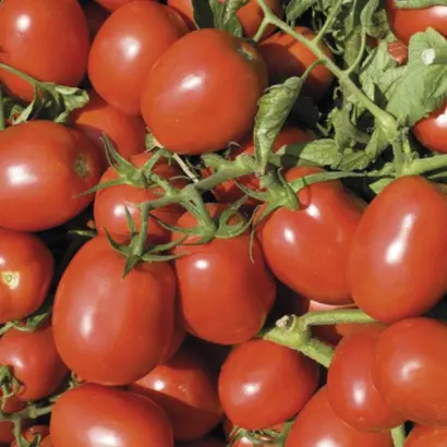 Делфо F1 / Delfo F1