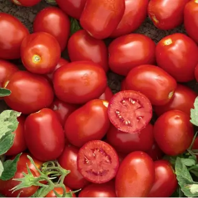 Уссар F1 / Ussar F1