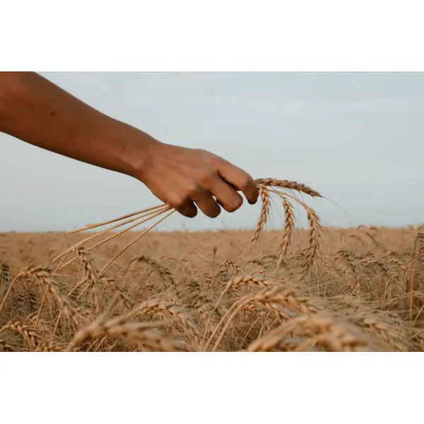 У поміч українським аграріям: яке зерно посіяти, аби гарантовано отримати високі врожаї